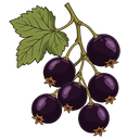 Blackcurrant