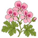 Geranium