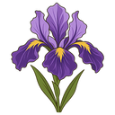 Iris