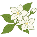 Jasmine Sambac