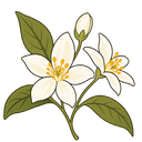 Neroli