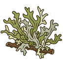 Oakmoss