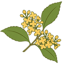 Osmanthus