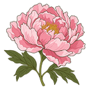 Peony