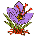 Saffron