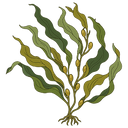 Seaweed