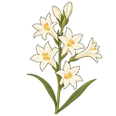 Tuberose