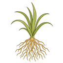 Vetiver
